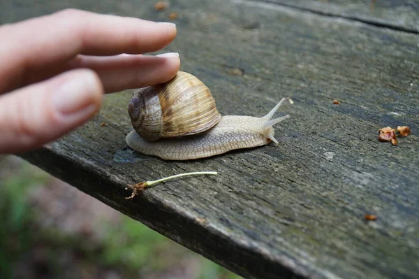 Stor Snigel Kryper Träyta — Stockfoto