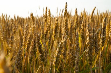 Batan güneşin ışınlarında olgunlaşmış çavdar tarlası.