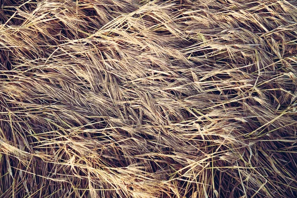 Background Ears Ripe Wheat — Stock Photo, Image