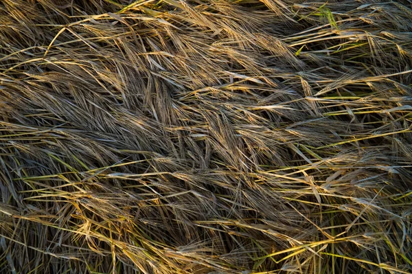 Achtergrond Van Rijpe Tarweoren — Stockfoto