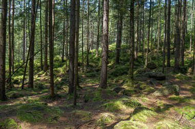 Dağ yamacında gizemli bir orman.