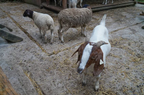 Capra Pecora Nel Recinto Della Fattoria — Foto Stock