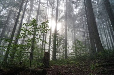 Sabah güneşinin ışınları dağlardaki sabah ormanlarına doğru yol alıyorlar..       