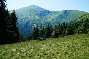 Yeşil Karpat dağlarının manzarası. Ukrayna 'nın en yüksek noktası Hoverla Dağı yolunda..