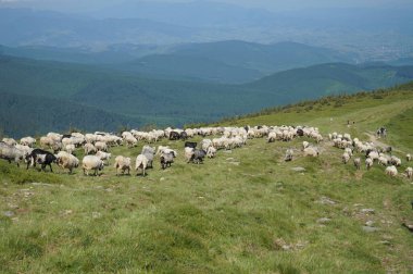 Çobanlar bir koyun sürüsünü Karpat dağlarının yamaçlarında bir otlaktan diğerine sürükler..