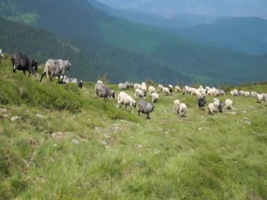 Çobanlar bir koyun sürüsünü Karpat dağlarının yamaçlarında bir otlaktan diğerine sürükler..