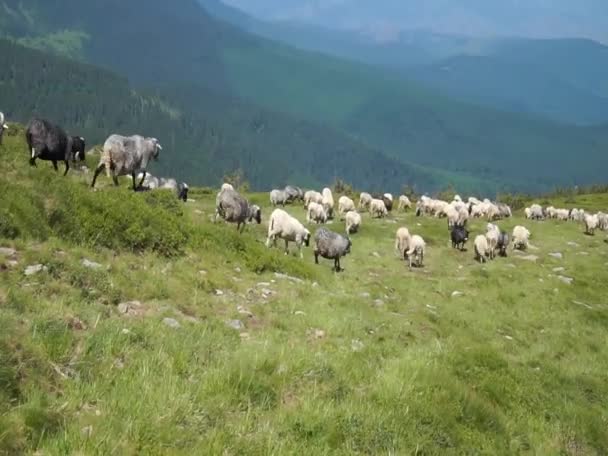 Herders Drijven Een Kudde Schapen Langs Hellingen Van Karpaten Van — Stockvideo