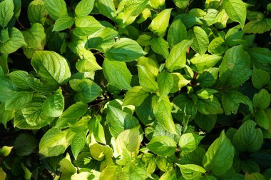 Güneş yağışlı yeşil yaprakların üzerine düşüyor, güneş parlıyor.      