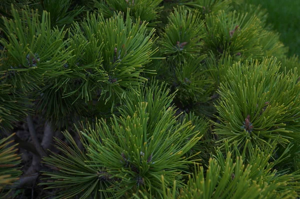 Lush Beautiful Spruce Branches Needles — Stock Photo, Image