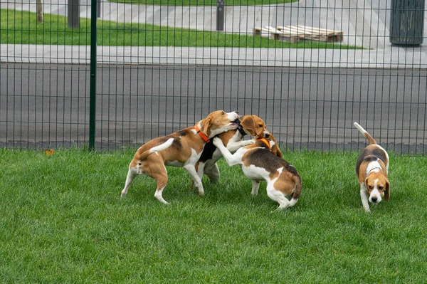 Beagle Perros Juegan Césped Especial — Foto de Stock