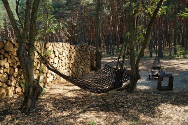 Çam ormanındaki ağaçlarda asılı hamak