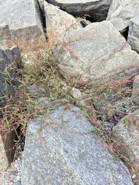 Polygonum / Persicaria nehir kıyısındaki granit taşlar arasında yetişir.