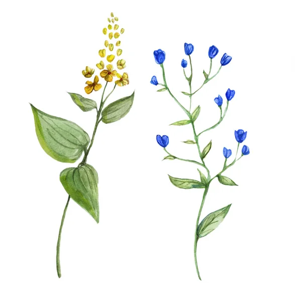 Akvarell växter på en vit bakgrund. Grön växt. Gula blommor. Vilda blommor dragna för hand. — Stockfoto