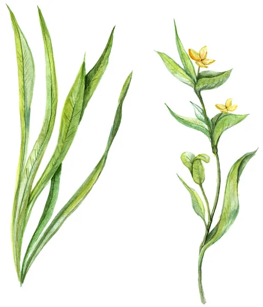 Beyaz arka planda suluboya bitkiler. Yeşil bitki. Sarı çiçekler. Elle çizilmiş yabani çiçekler.