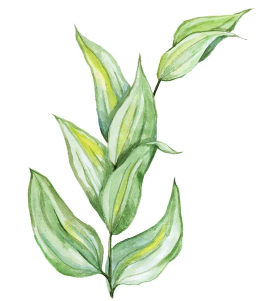 Akvarell växter på en vit bakgrund. Grön växt. Gula blommor. Vilda blommor dragna för hand. — Stockfoto