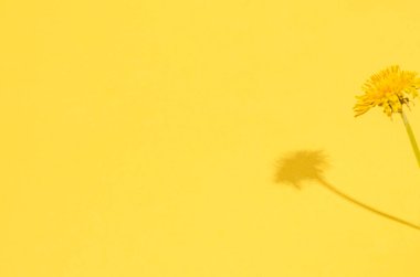 Sarı arka planda sert gölgeleri olan karahindiba çiçeği. Mevsimlik konsept, bahar. Düz konum, kopyalama alanı, metin için yer.