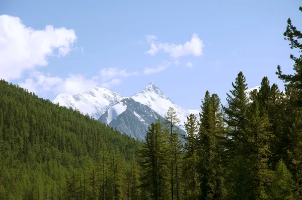 Berg altai, belukha Royaltyfria Stockbilder