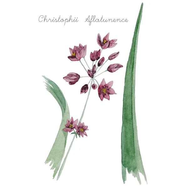 Suluboya botanik illüstrasyon.