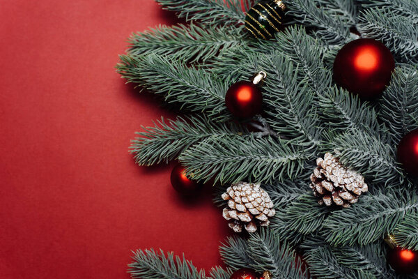 Space for text between Christmas tree branches with Christmas decorations and balls on a red background. Christmas composition. Happy New Year. Space for text