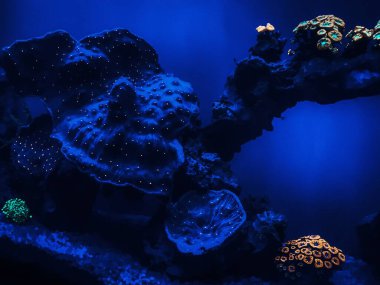 Kızıl denizdeki sualtı dünyası