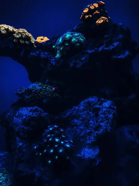 Underwater World Red Sea — Stock Photo, Image