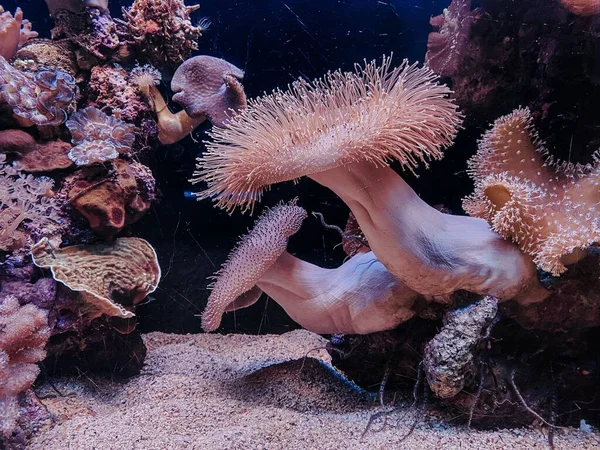 Underwater World Red Sea — Stock Photo, Image
