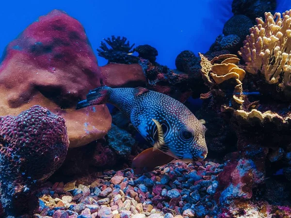 Underwater World Red Sea — Stock Photo, Image