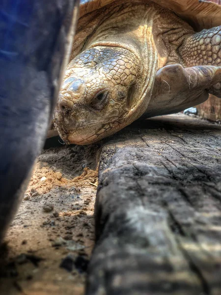 Den Gamla Sköldpaddan Tog Promenad — Stockfoto