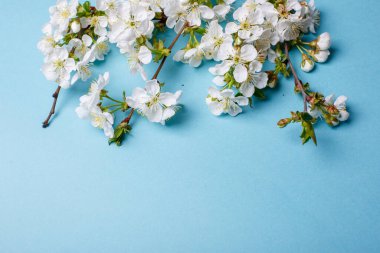 mavi arkaplanda bahar çiçekleri