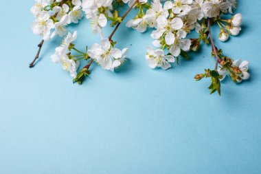 mavi arkaplanda bahar çiçekleri