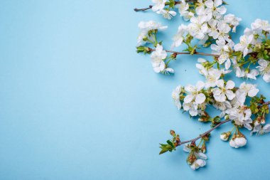 mavi arkaplanda bahar çiçekleri