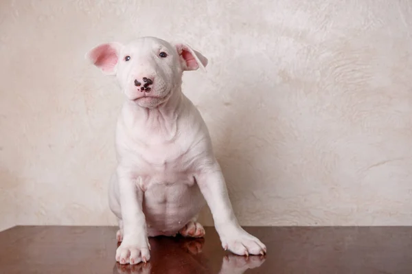 Touro Branco Cachorro Terrier — Fotografia de Stock