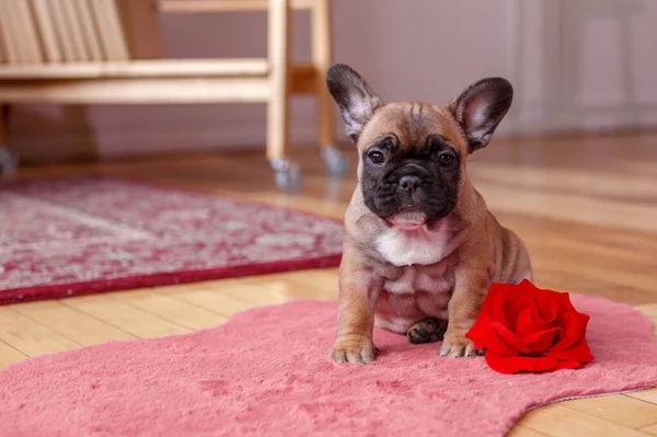 Francese Bulldog Cucciolo Seduto Sul Pavimento Casa — Foto Stock