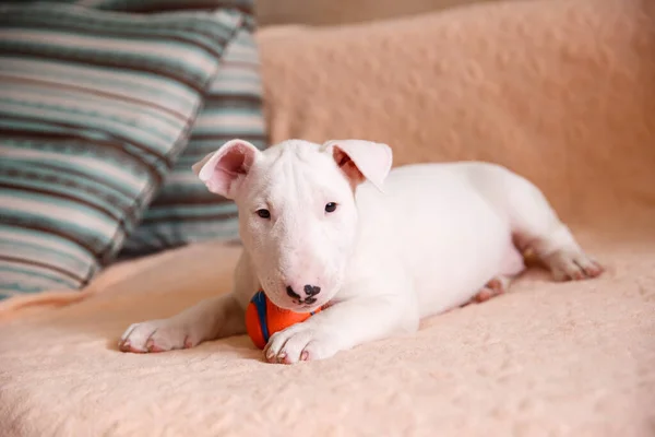 Blanco Toro Terrier Cachorro Sentado Sofá — Foto de Stock