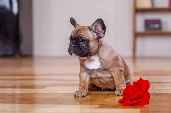 French bulldog puppy sitting on the floor at home