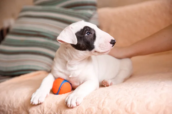 Blanco Toro Terrier Cachorro Sentado Sofá —  Fotos de Stock