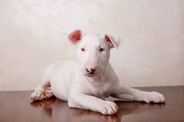 Toro Blanco Terrier Cachorro —  Fotos de Stock
