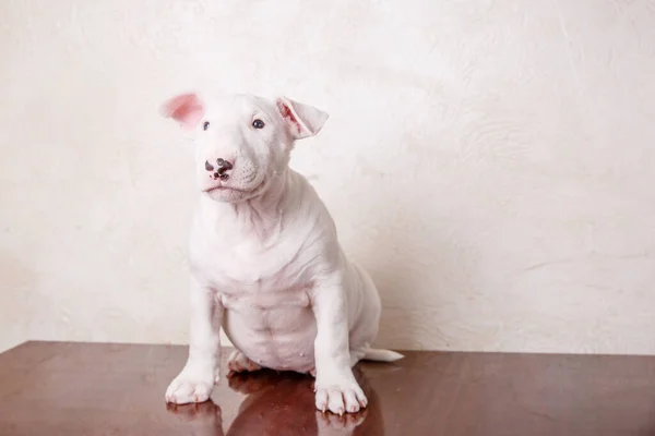 Toro Blanco Terrier Cachorro — Foto de Stock