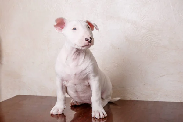 Touro Branco Cachorro Terrier — Fotografia de Stock