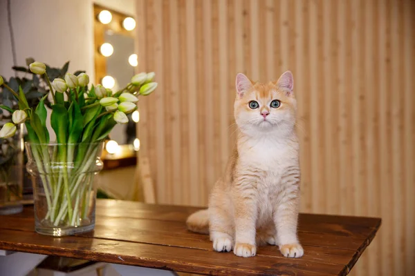 cat sitting on the wooden table