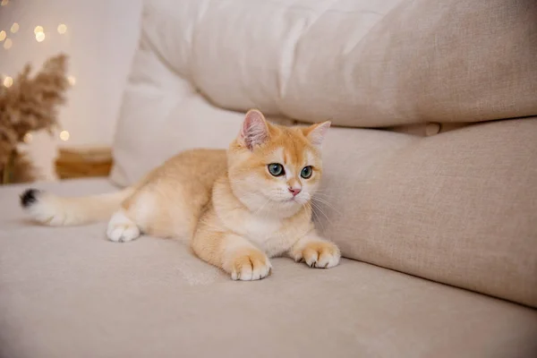 Süße Britische Goldchinchilla Katze Sitzt Auf Sofa — Stockfoto