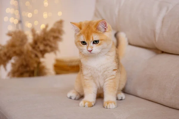 Süße Britische Goldchinchilla Katze Sitzt Auf Sofa — Stockfoto