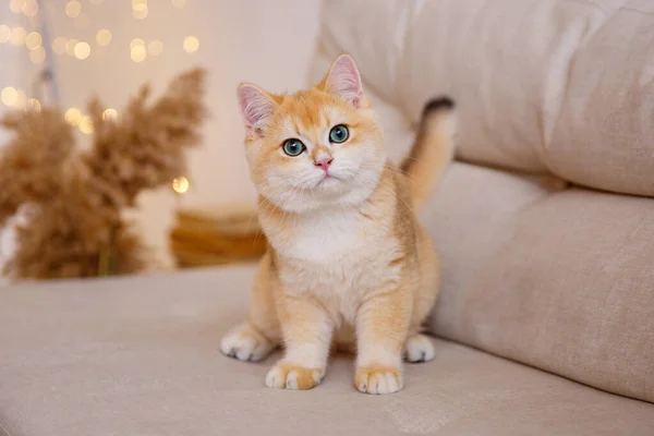 Söt Brittisk Gyllene Chinchilla Katt Sitter Soffan — Stockfoto