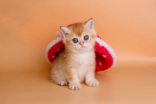 British Golden Chinchilla Kitten Red Hat — Stock Photo, Image
