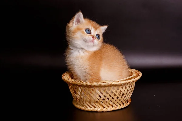 Británico Oro Chinchilla Gatito Sentado Mimbre Cesta — Foto de Stock