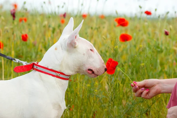 Bull Terrier Cão Prado Selvagem — Fotografia de Stock