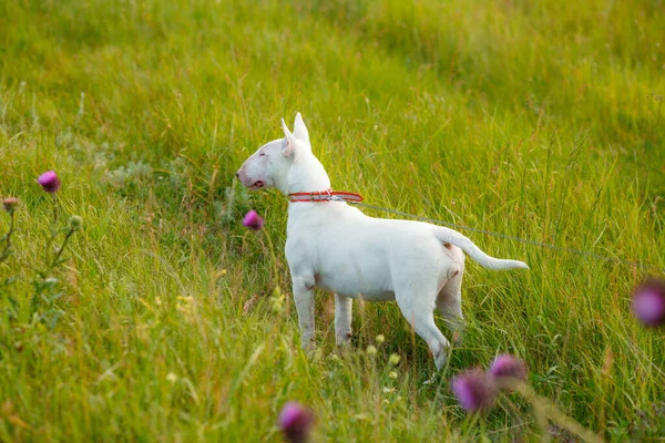 Bull Terrier Perro Prado Salvaje — Foto de Stock