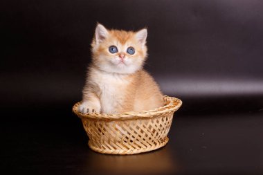 İngiliz altın çinçilya kedisi sepette oturuyor