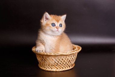 İngiliz altın çinçilya kedisi sepette oturuyor