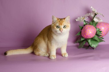 İngiliz altın çinçilya kedisi pembe arka planda çiçek dekoru yakınında 